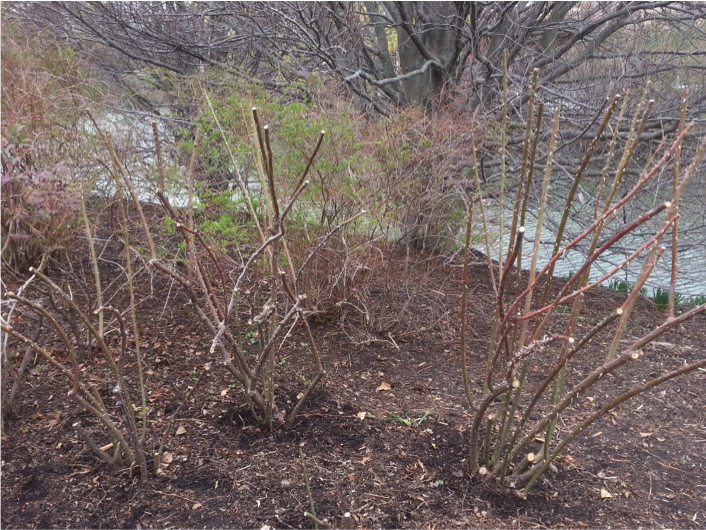 PHOTO: Shrub rose pruned.