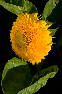 PHOTO: mustard and zinna planted together