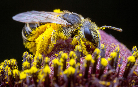 Why is bees so important?