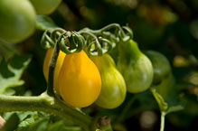 PHOTO: Stars of Persia allium