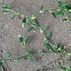 Prostrate knotweed (Polygonum aviculare)
