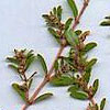 Spotted spurge, a.k.a. prostrate spurge
(Euphorbia maculata)