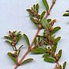Spotted spurge, a.k.a. prostrate spurge<br />
(Euphorbia maculata)