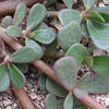 Purslane (Portulaca oleracea)