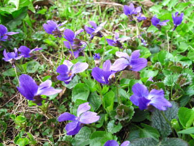 Violets