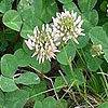 White clover (Trifolium repens)