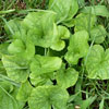 Wood violet (Viola papilionacea)