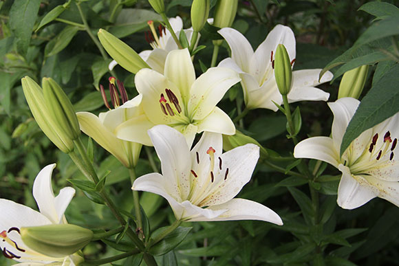PHOTO: white lilies.