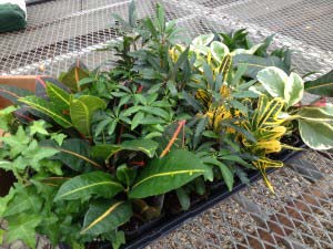 small plant selection