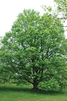 PHOTO: State Street™ miyabe maple (Acer miyabe 'Morton')