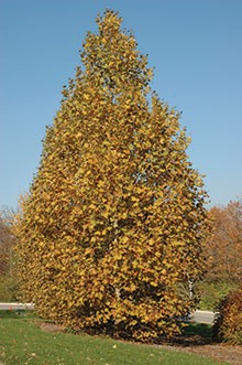 PHOTO: Exclamation!™ London planetree (Platanus x acerifolia 'Morton Circle')