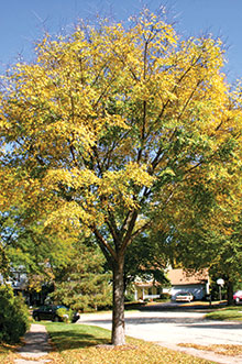 PHOTO: Accolade™ Elm (Ulmus 'Morton')