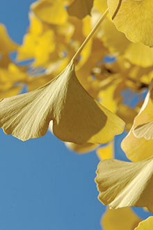 PHOTO: Autumn Gold ginkgo (Ginkgo 'Autumn Gold'