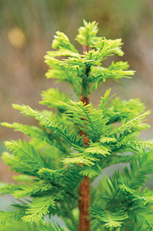 Shawnee Brave™ bald cypress (Taxodium distichum 'Mickelson')