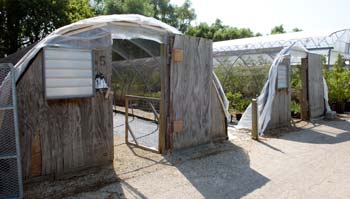 Greenhouses before expansion