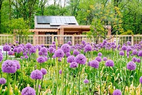 PHOTO: Grunsfeld Children's Growing Garden