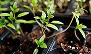 PHOTO: Tomato sprouts.