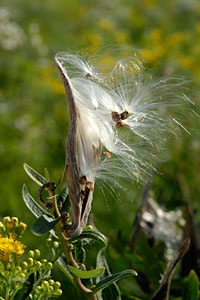 PHOTO: swamp milkweed pod bursting open with seeds.