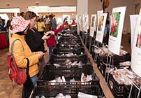 Fall Bulb Festival