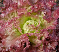 PHOTO: Lettuce