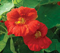 PHOTO: Nasturtium