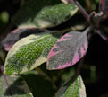 PHOTO: Sage (Salvia)