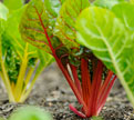 PHOTO: Swiss chard