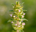 PHOTO: Thyme