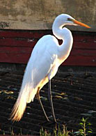 PHOTO: egret