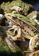 PHOTO: frog