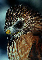PHOTO: red-shouldered hawk