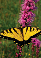 PHOTO: tiger swallowtail butterfly