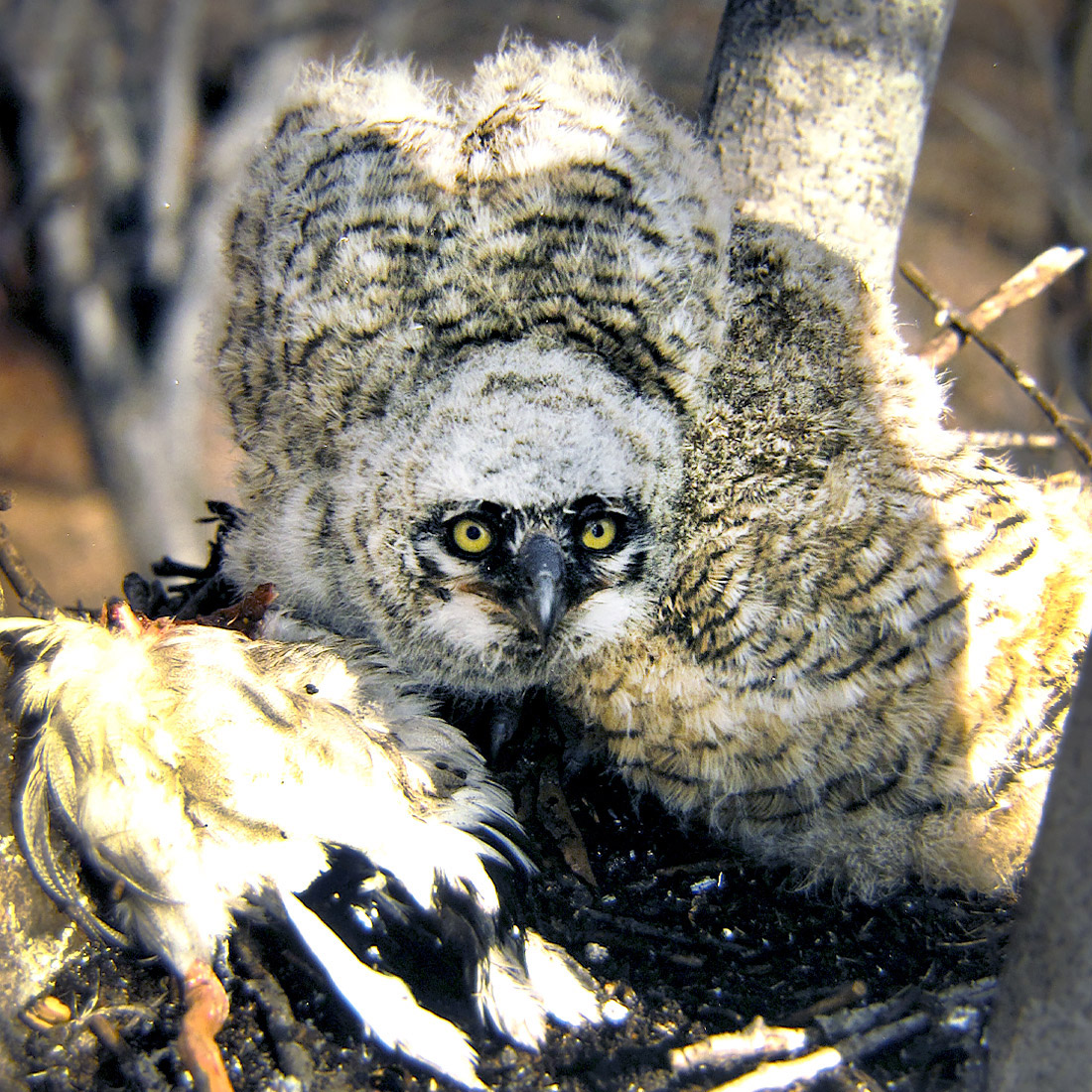 Owl - photo by Jim Steffen