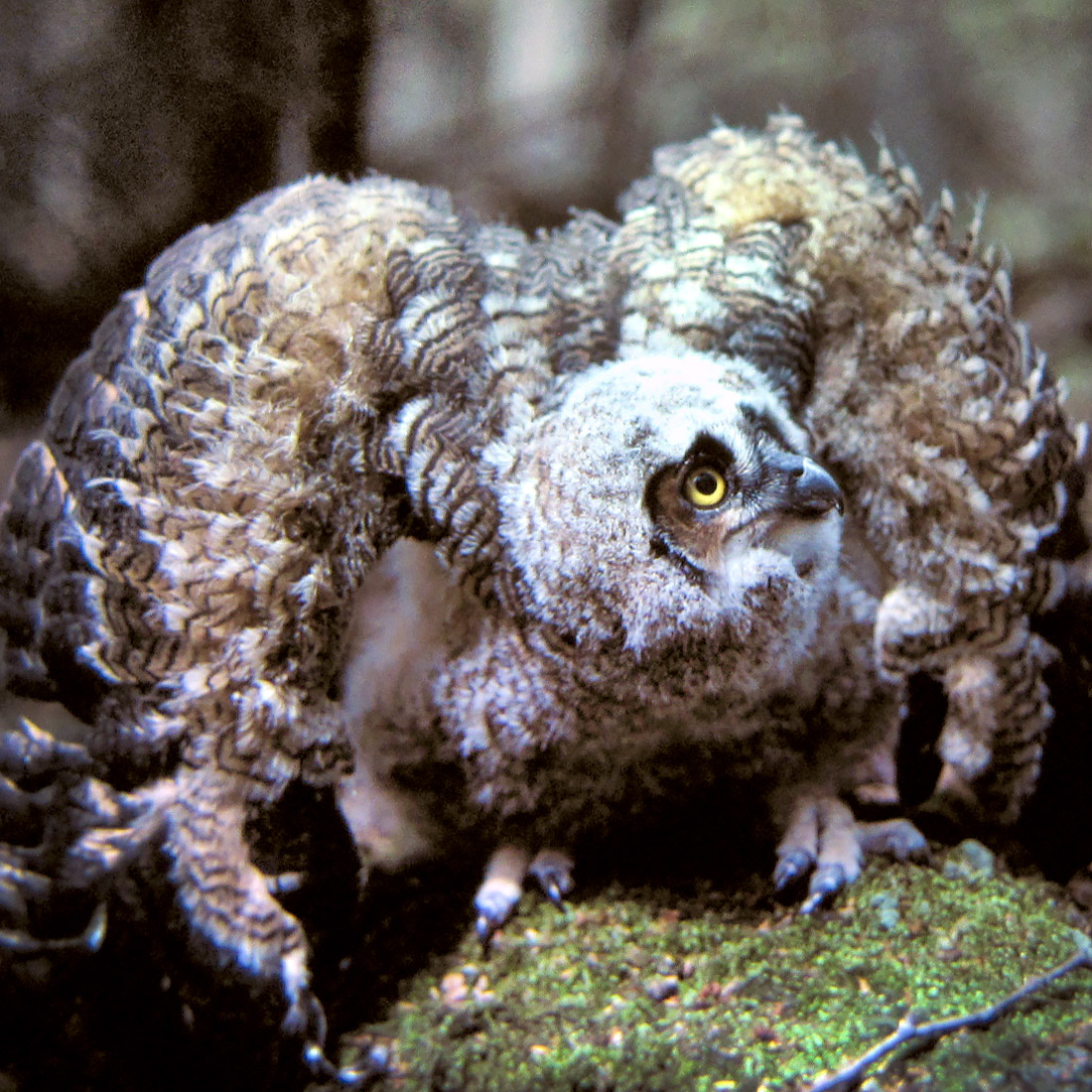 Great Horned Owl - Photo by Jim Steffen