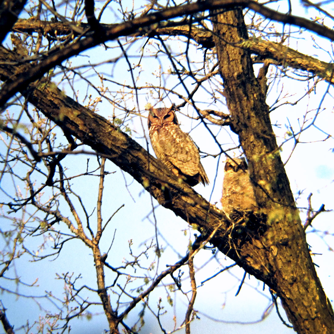 Owl - photo by Jim Steffen