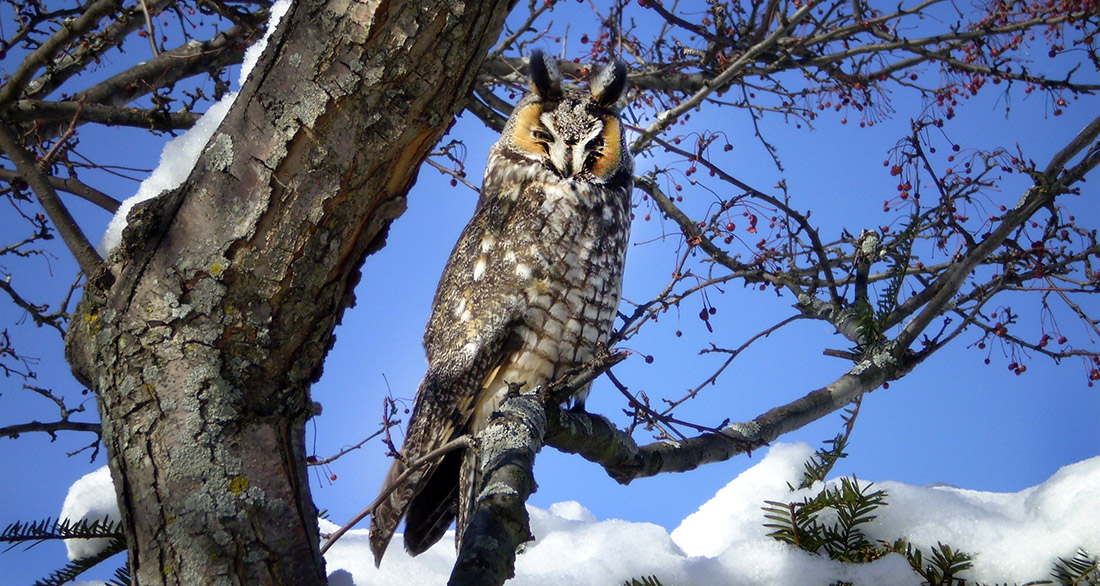 Long Eared Owl - photo by Jim Steffen