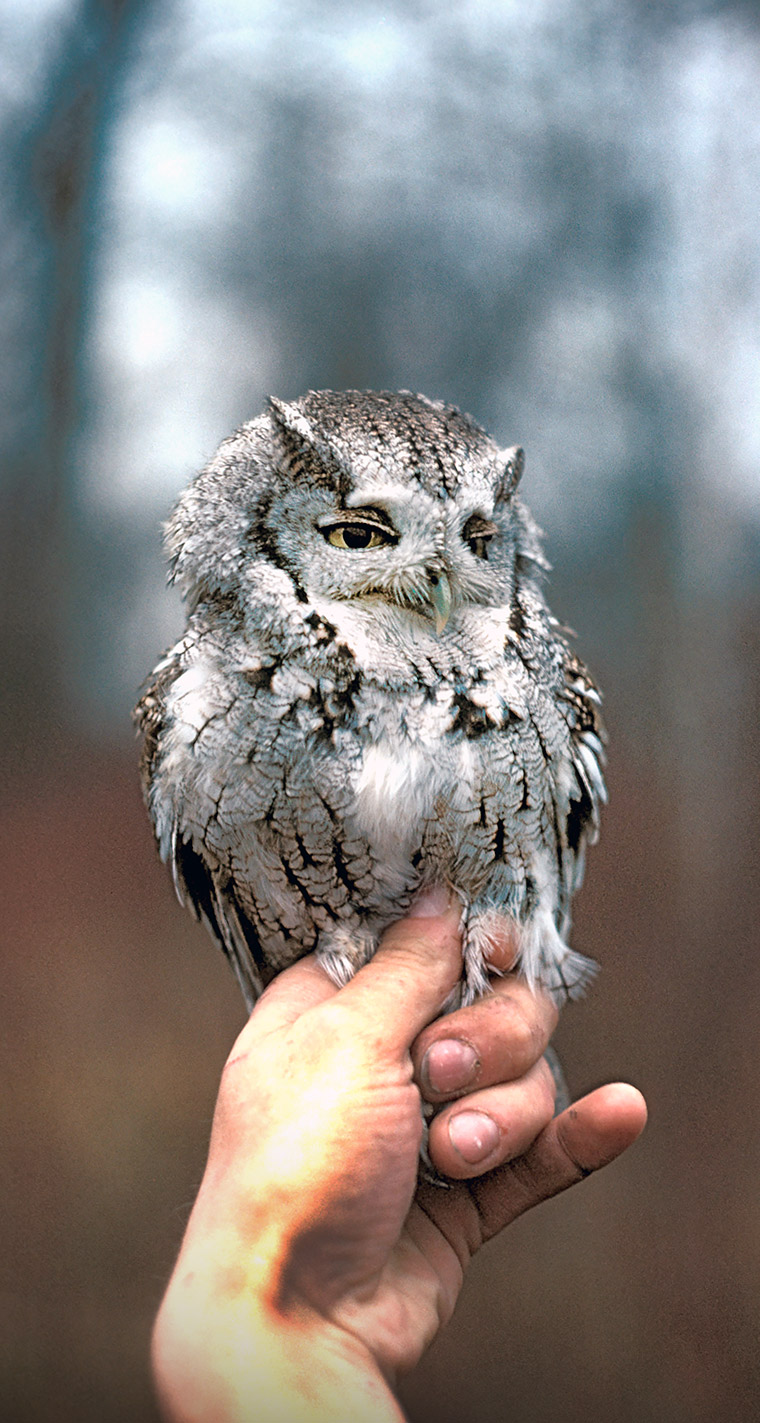 Screech Owl - photo by Jim Steffen