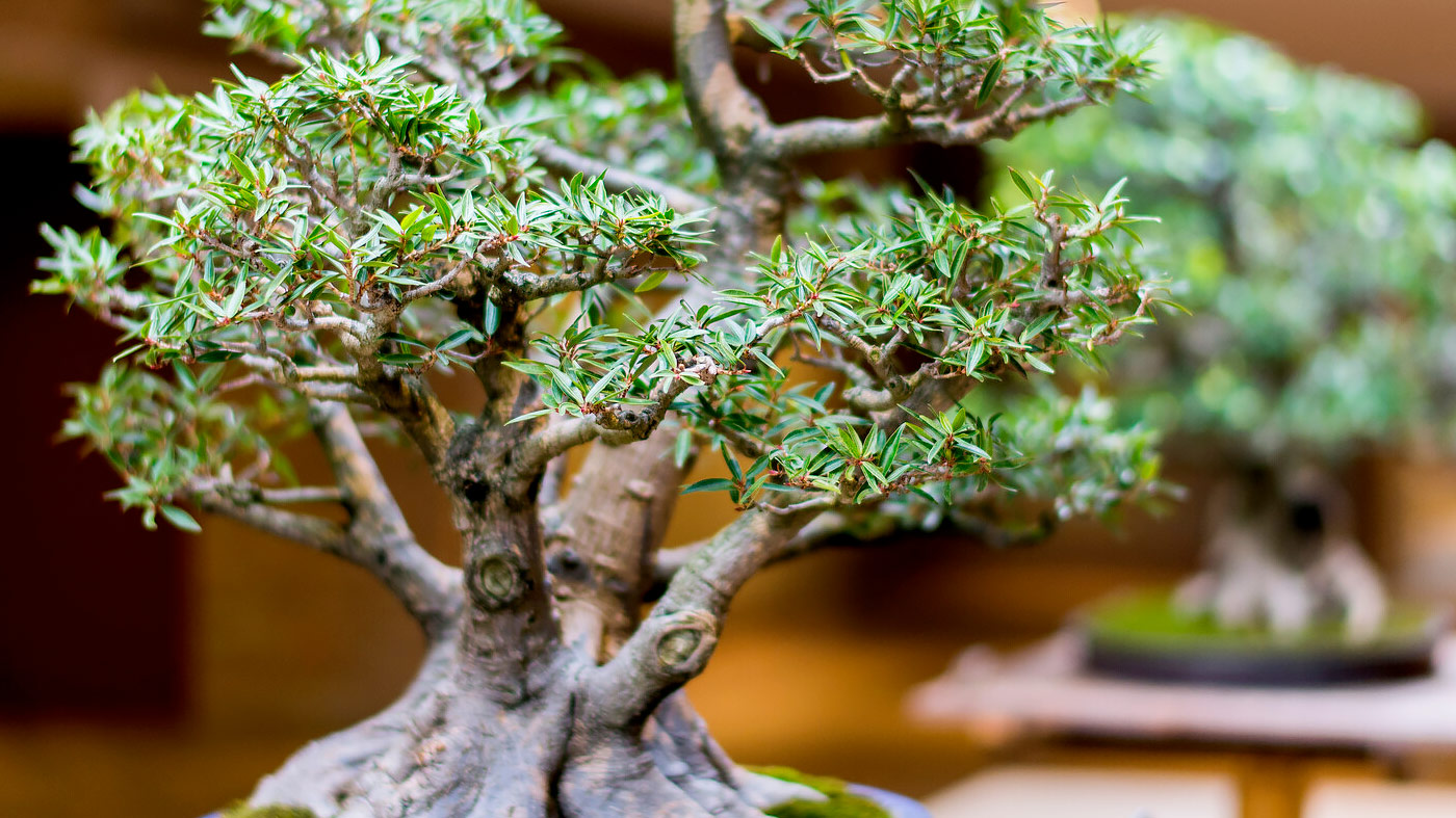 Bonsai Design