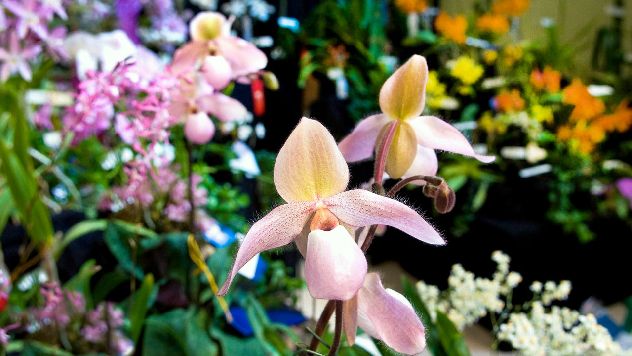 Illinois Orchid Society Spring Show & Sale Chicago Botanic Garden