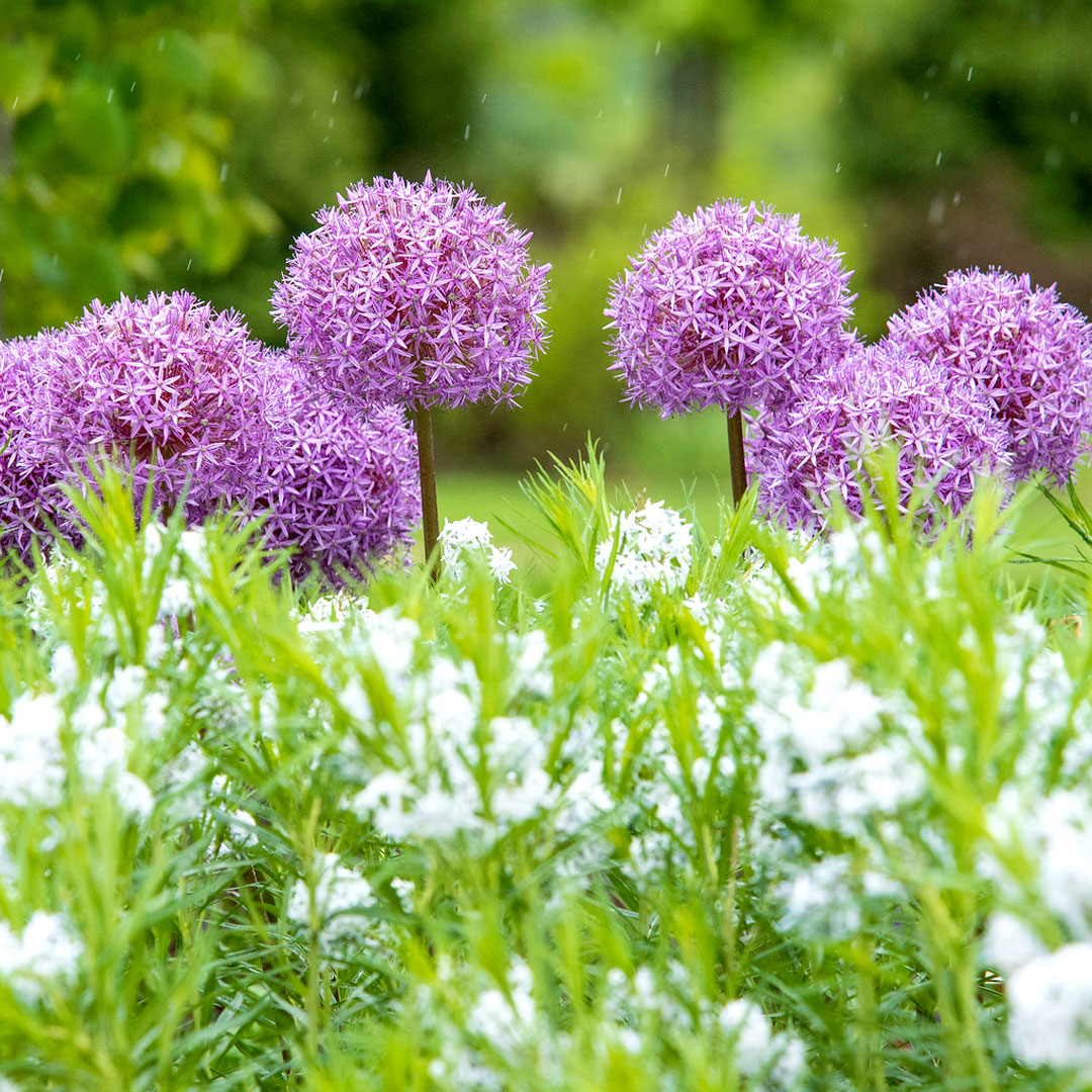 Alliums