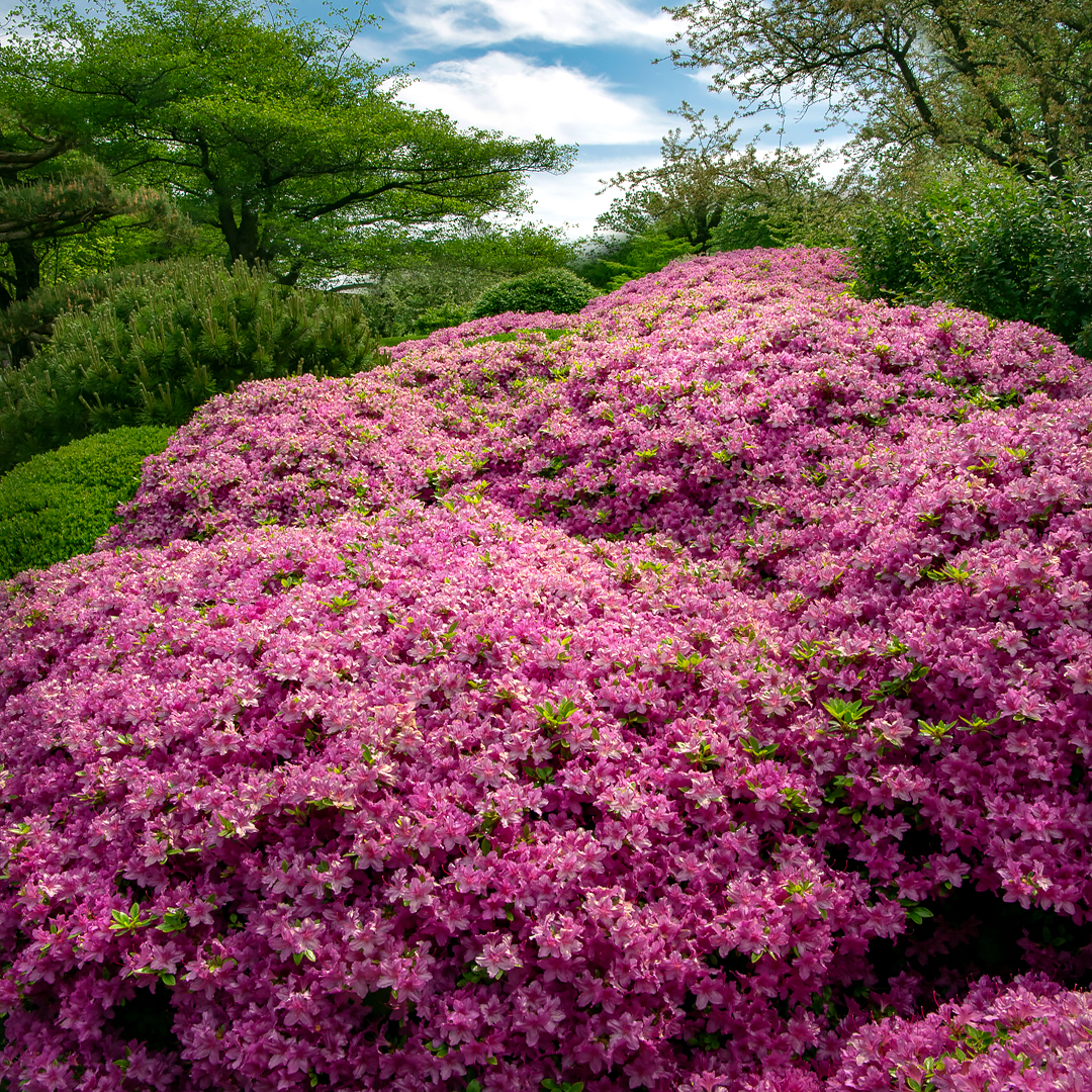 Azaleas