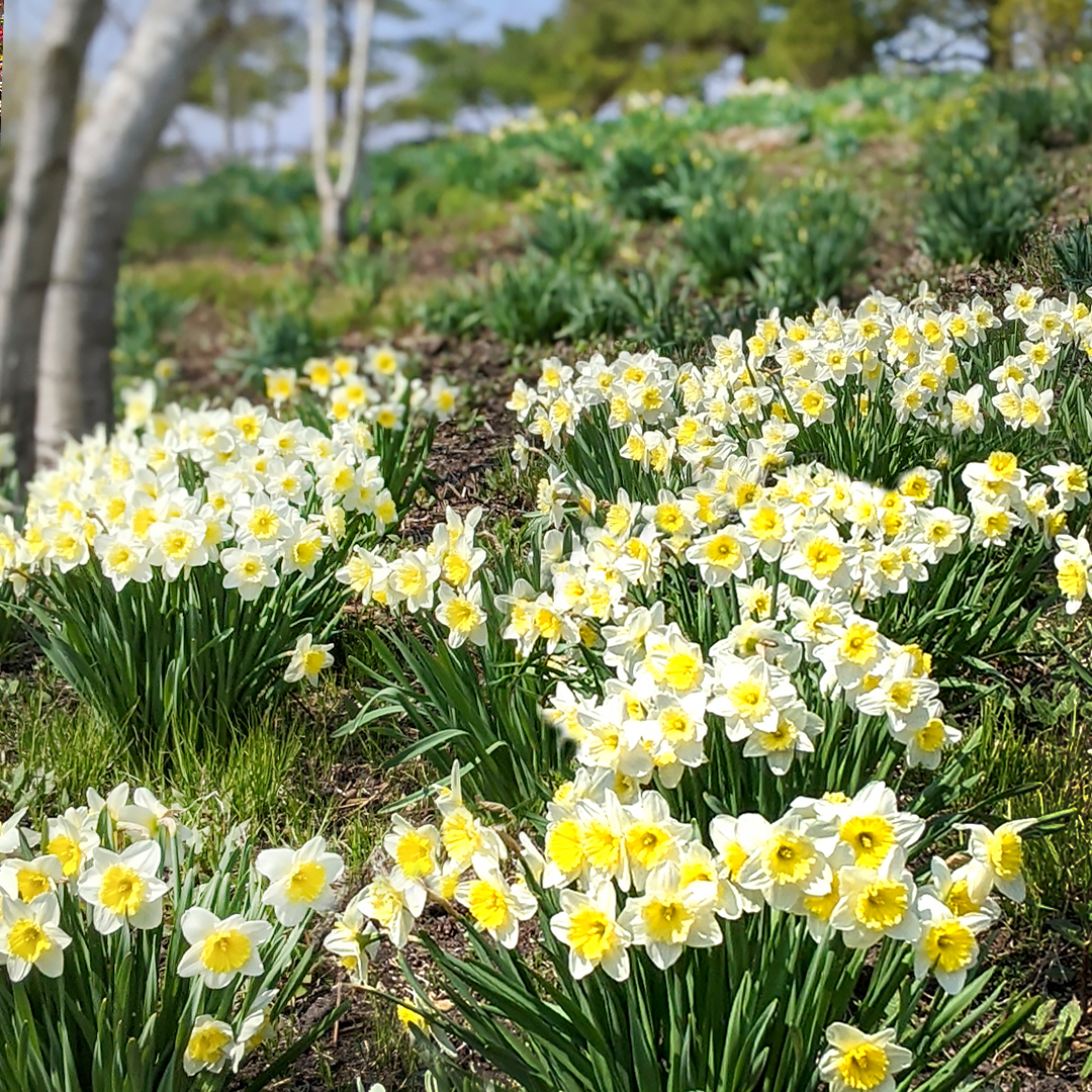 Daffodils