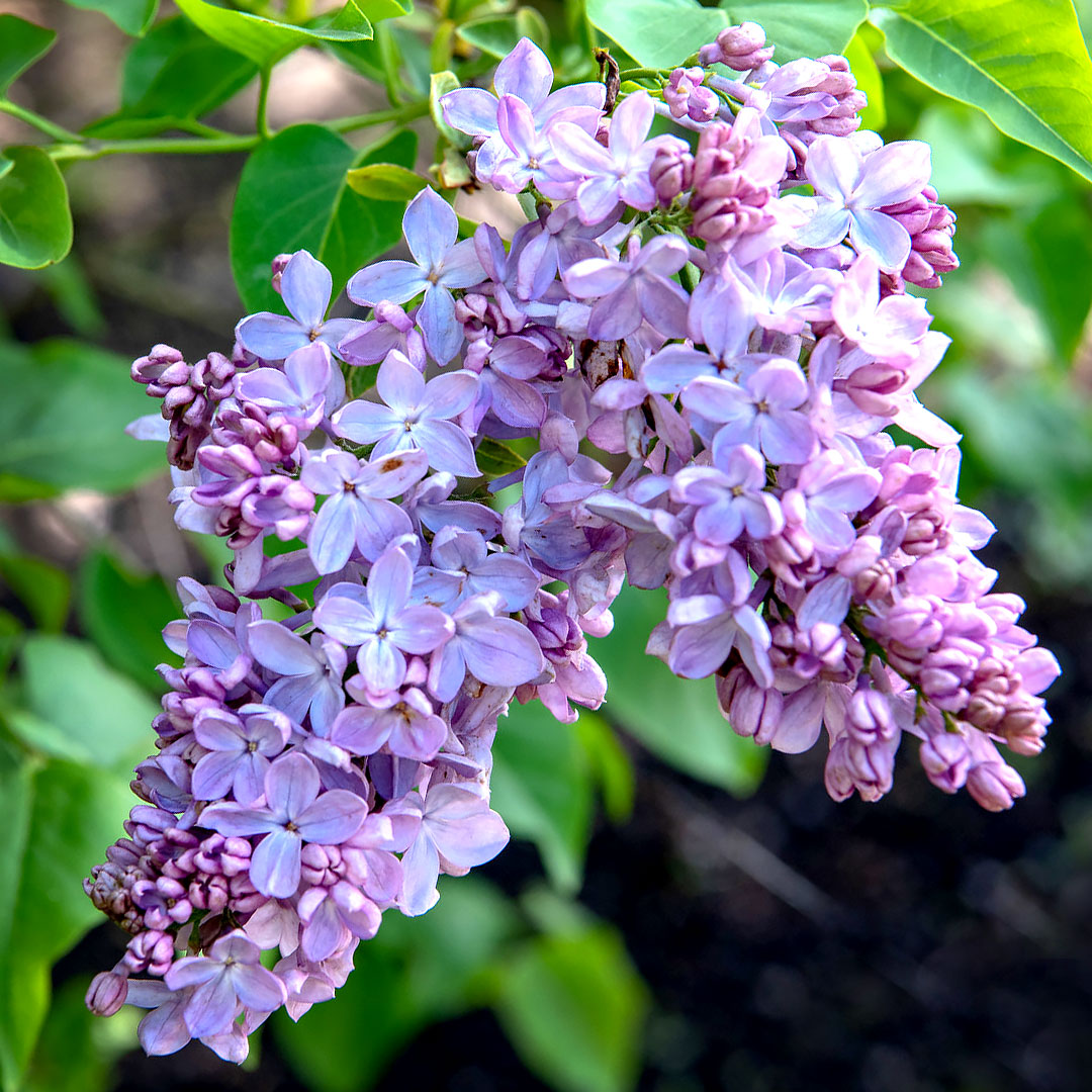 Lilacs