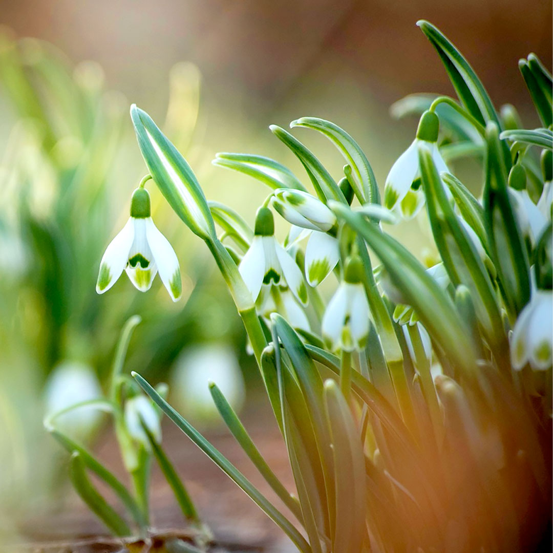 Snowdrops