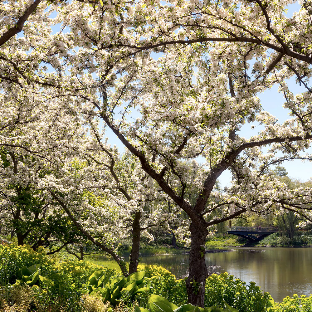 Lakeside Gardens