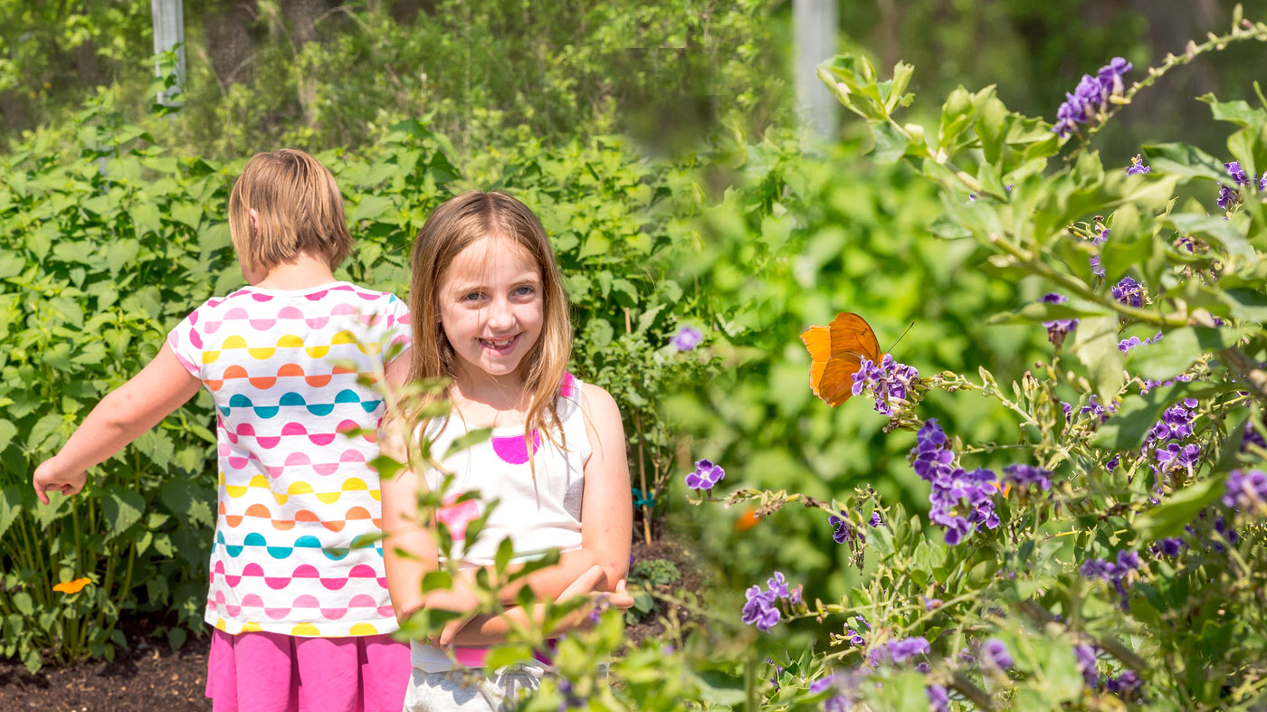 Butterflies & Blooms