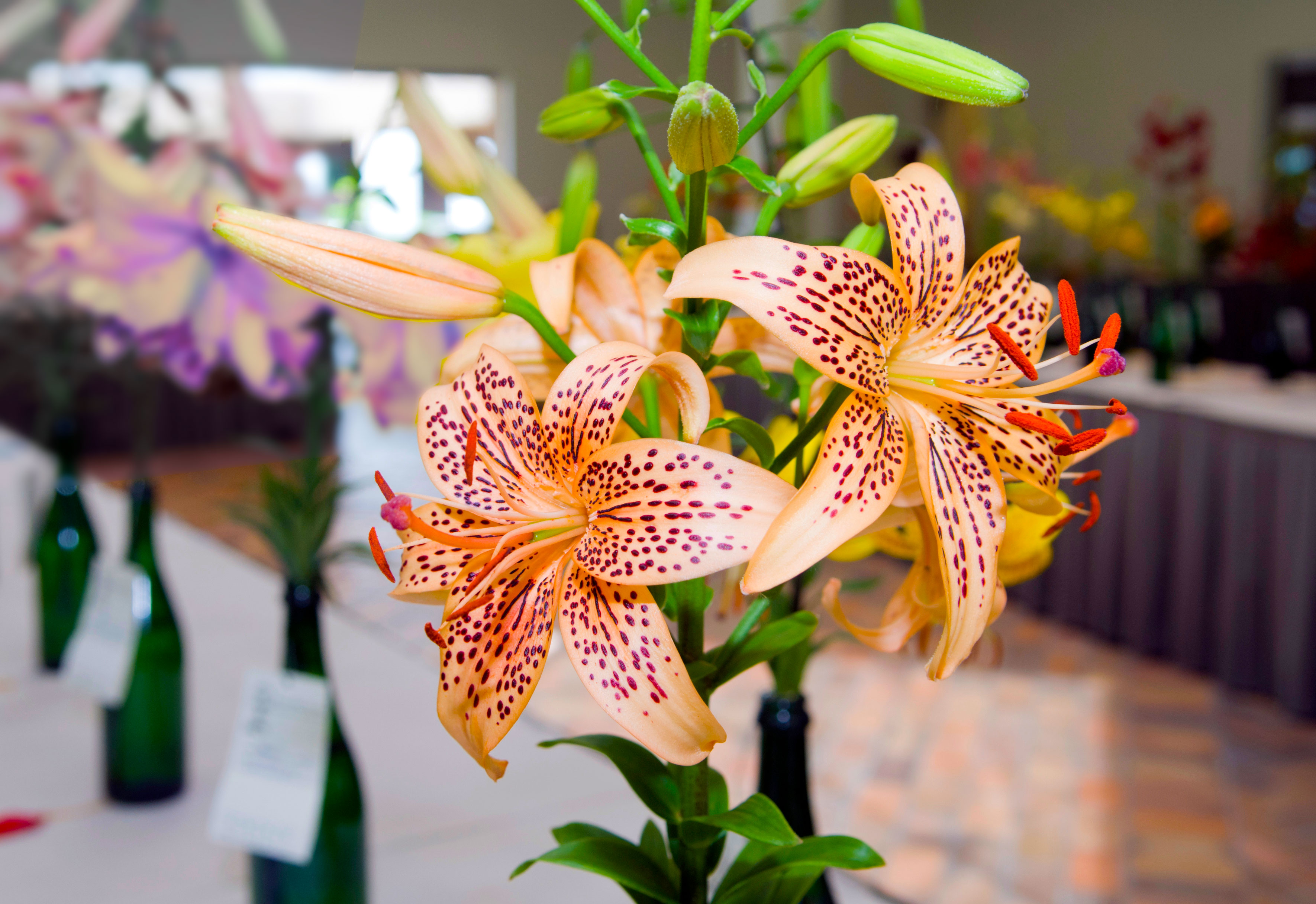 WisconsinIllinois Lily Society Lily Bulb Sale Chicago Botanic Garden