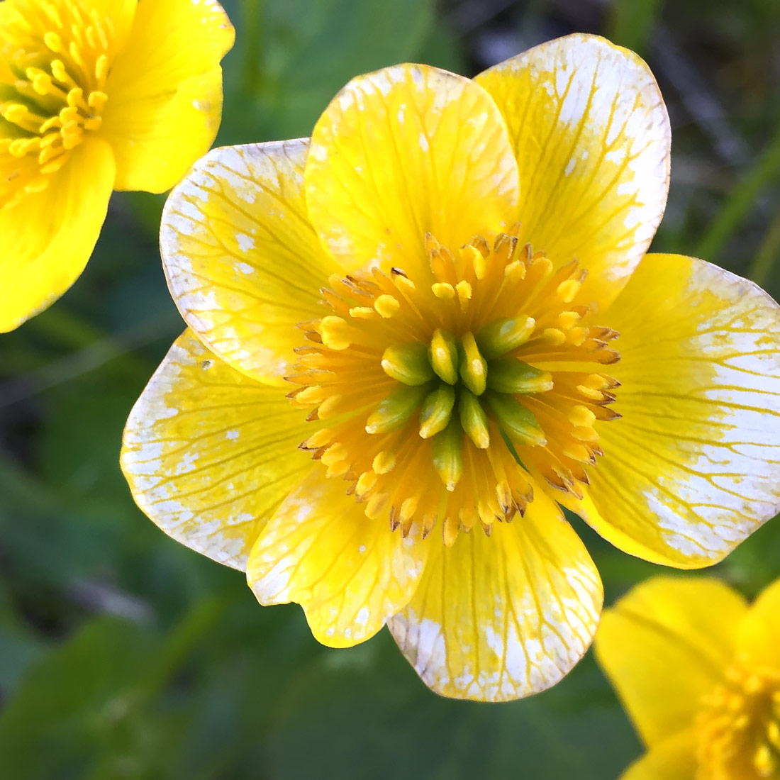 Caltha Palustris