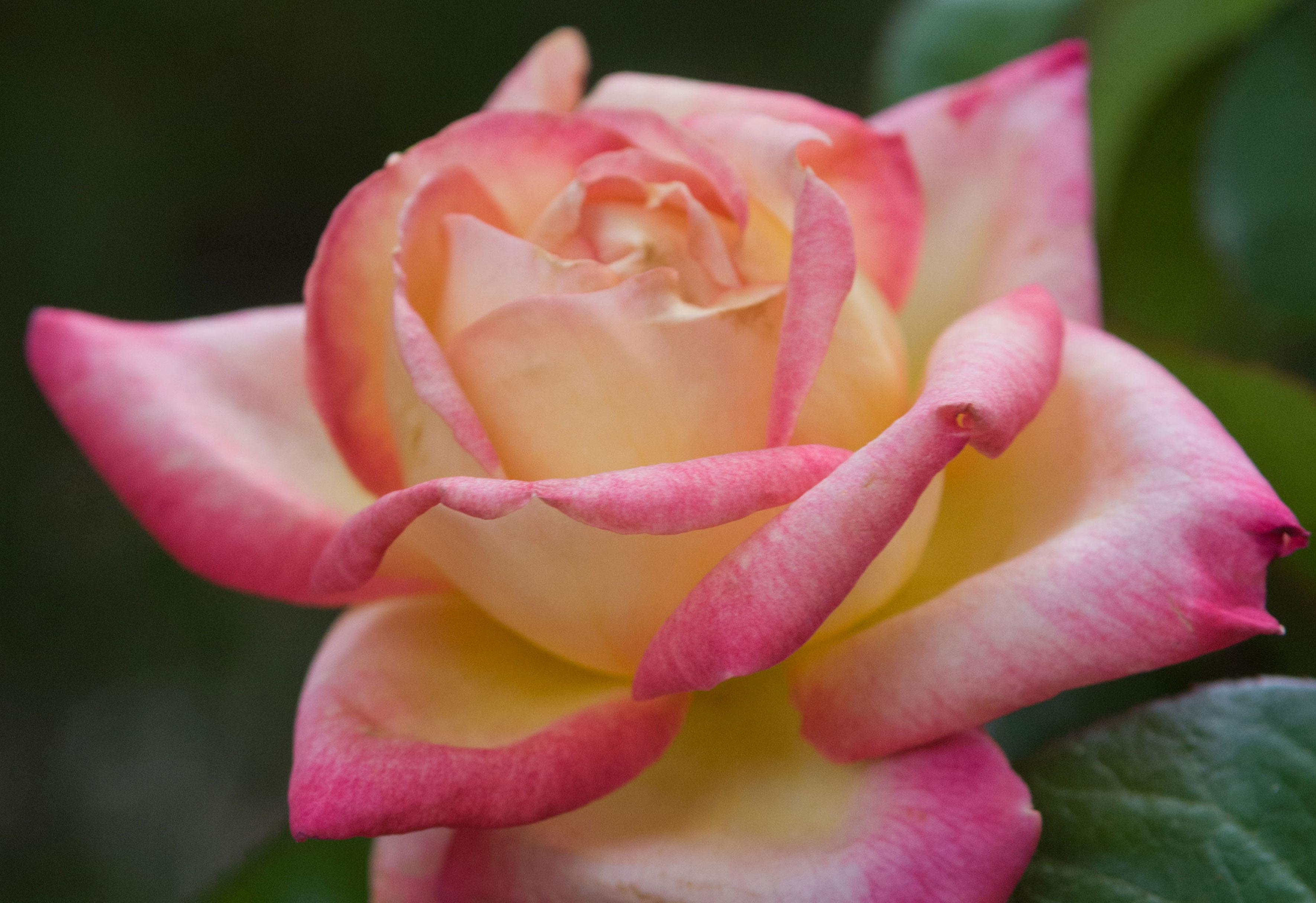 How to Use Epsom Salt for Roses