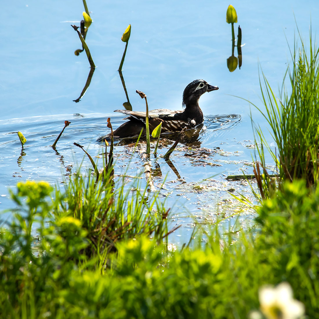 Shoreline - Wildlife